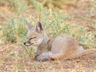 adult bengal_fox black_nose color day eyes_closed facing_side grass image mouth_closed on_stomach outdoors photo single summer_coat tan_fur vulpes wild // 2920x2190 // 4.8MB