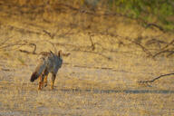 adult bengal_fox black_nose color day desert facing_away image mouth_closed outdoors photo single standing summer_coat tan_fur vulpes wild // 1527x1018 // 679KB