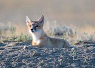 adult black_nose color eyes_open facing_towards full_body grass gray_fur image mouth_closed on_stomach orange_eyes photo single stretching summer_coat sunny swift_fox tan_fur twilight vulpes white_fur wild // 3688x2638 // 47MB