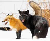 adult black_fur black_nose cloudy day eyes_open facing_side facing_towards full_body image mouth_closed mouth_open multiple muzzle_mark orange_eyes outdoors red_fox red_fur silver_fox snow standing tail_raised teeth tongue vulpes white_fur wild winter_coat // 976x796 // 205KB