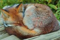 adult curled day eyes_closed image photo red_fox single vulpes // 4096x2731 // 1.8MB