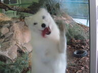 adult arctic_fox black_nose day eyes_open facing_towards funny image indoors mouth_open orange_eyes single standing_biped teeth tongue vulpes white_fur white_tail_tip wild winter_coat zoo // 3648x2736 // 1.7MB