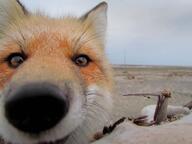 adult black_nose close_up day eyes_open facing_towards image mouth_closed no_muzzle_mark orange_eyes outdoors partial_body red_fox red_fur single vulpes white_fur white_tail_tip wild // 900x675 // 63KB