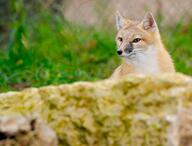 adult black_nose captivity color day eyes_open facing_towards grass gray_fur image mouth_closed orange_eyes partial_body photo single sitting staring swift_fox tan_fur vulpes white_fur winter_coat zoo // 4399x3335 // 1.0MB