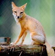 adult black_nose captivity color day eyes_open facing_towards full_body gray_fur image mouth_closed orange_eyes photo single sitting staring summer_coat swift_fox tan_fur vulpes white_fur zoo // 4082x4193 // 2.1MB