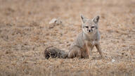 adult bengal_fox black_nose black_tail_tip color day desert eyes_open facing_towards image mouth_closed outdoors photo single sitting summer_coat tan_fur vulpes wild // 2048x1152 // 1.7MB