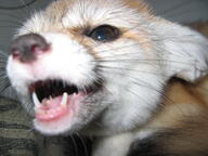 adult black_eyes black_nose black_tail_tip close_up eyes_open facing_towards fennec_fox image indoors mouth_open partial_body pet screaming standing tan_fur teeth tongue vulpes // 2272x1704 // 914KB