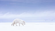 adult arctic_fox black_nose day eyes_open facing_side full_body image mouth_open orange_eyes outdoors single snow standing sunny vulpes walking white_fur white_tail_tip wild winter_coat // 2048x1152 // 802KB