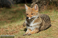 adult black_nose black_tail_tip day eyes_open facing_towards full_body grass gray_fur lycalopex mouth_closed on_stomach orange_eyes pampas_fox red_fur single staring stretching summer_coat sunny wild // 1200x800 // 427KB