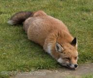 adult day eyes_closed fat image photo red_fox single vulpes wild // 2048x1709 // 571KB