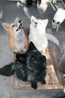 adult black_fur black_nose captivity day eyes_open facing_up full_body image indoors mouth_closed mouth_open multiple orange_eyes red_fox red_fur silver_fox sitting sunny vulpes white_fur white_tail_tip zoo // 683x1024 // 89KB