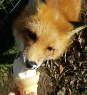 adult black_nose day eating eyes_open facing_towards funny ice_cream image mouth_open orange_eyes partial_body red_fox red_fur single standing sunny vulpes white_fur white_tail_tip wild winter_coat zoo // 990x1080 // 324KB