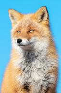 adult black_nose close_up day eyes_open facing_towards image mouth_closed muzzle_mark orange_eyes photo red_fox single vulpes // 799x1200 // 196KB