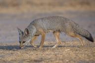 adult bengal_fox black_nose black_tail_tip blue_eyes color day desert eyes_open facing_side grass gray_fur image mouth_closed mouth_open nipples outdoors photo single standing summer_coat sunny tan_fur vixen vulpes walking wild // 3072x2048 // 1.5MB