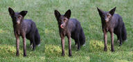 adult black_fur black_nose day eyes_open facing_towards full_body grass image melanistic mouth_closed orange_eyes outdoors red_fox single standing sunny tongue vulpes white_fur white_tail_tip wild // 6144x2888 // 4.2MB