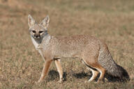 adult bengal_fox black_nose black_tail_tip color day desert eyes_open facing_towards image mouth_closed outdoors photo single standing summer_coat tan_fur vulpes wild // 1500x1000 // 1.3MB