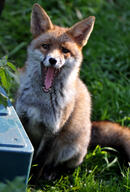 adult black_nose day eyes_open facing_towards full_body grass image large_muzzle_mark mouth_open orange_eyes red_fox red_fur single sitting staring summer_coat sunny teeth tongue vulpes white_fur white_tail_tip wild yawning // 2488x3688 // 4.3MB