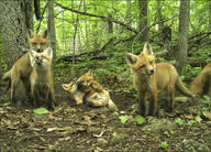 black_nose blue_eyes day eyes_open facing_side facing_towards facing_up forest full_body head_tilted image mouth_closed multiple muzzle_mark on_side playing red_fox red_fur standing summer_coat sunny vulpes white_fur white_tail_tip wild young // 1190x858 // 1.4MB