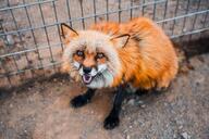 adult black_nose captivity cloudy day eyes_open facing_towards full_body image mouth_open orange_eyes red_fox red_fur screaming single sitting teeth vulpes white_fur winter_coat zoo // 1080x719 // 126KB