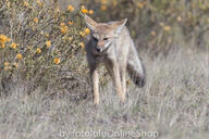 adult black_nose black_tail_tip day desert eyes_open facing_towards full_body grass gray_fur lycalopex mouth_closed orange_eyes pampas_fox red_fur single standing staring summer_coat sunny wild // 600x400 // 279KB