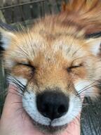 adult black_nose close_up day eyes_closed facing_towards image indoors mouth_closed muzzle_mark partial_body pet petting portrait red_fox red_fur single standing vulpes white_fur winter_coat zoo // 1080x1441 // 239KB