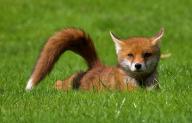 adult black_nose day eyes_open facing_towards grass image mouth_closed muzzle_mark on_stomach orange_eyes photo red_fox red_fur single summer_coat sunny tail_raised vulpes white_tail_tip wild // 4197x2703 // 13MB