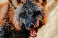 adult black_fur black_nose captivity close_up cross_fox day eyes_open facing_towards image indoors licking mouth_open orange_eyes partial_body portrait red_fox red_fur single teeth tongue vulpes winter_coat // 1080x705 // 145KB