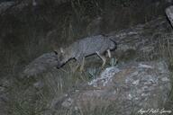 adult black_nose black_tail_tip color eyes_open facing_side full_body grass gray_fur image lycalopex mouth_closed night orange_eyes pampas_fox photo red_fur single standing summer_coat walking wild // 2048x1365 // 494KB