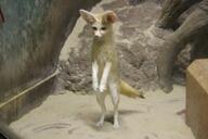 adult black_eyes black_nose black_tail_tip captivity day eyes_open facing_towards fennec_fox full_body image indoors mouth_closed single standing_biped tan_fur vulpes // 4096x2730 // 1.8MB