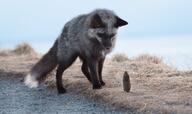 adult black_fur black_nose day eyes_open facing_towards full_body image mouth_closed orange_eyes outdoors prey red_fox silver_fox single standing vole vulpes white_tail_tip wild // 2880x1711 // 474KB