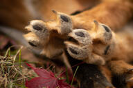 adult captivity close_up day image outdoors partial_body pawpads red_fox red_fur single stretching summer_coat sunny vulpes white_fur // 1280x853 // 608KB