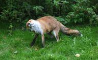 adult black_nose day drill_mode eyes_open facing_towards forest full_body grass image mouth_closed orange_eyes outdoors red_fox red_fur single standing vulpes white_fur white_tail_tip wild // 7269x4478 // 24MB