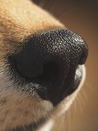 adult black_nose close_up color day facing_side image mouth_closed photo red_fox red_fur single vulpes white_fur // 1024x1365 // 155KB