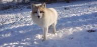 adult black_nose captivity day eyes_open facing_towards image mouth_closed no_muzzle_mark orange_eyes outdoors red_fox red_fur snow standing still sunny vulpes white_fur white_tail_tip winter_coat // 2016x980 // 133KB