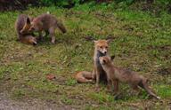 adult black_nose cloudy day ears eyes_open facing_away facing_side facing_towards forest full_body grass image mouth_closed multiple muzzle_mark orange_eyes playing red_fox red_fur sitting standing summer_coat vulpes white_fur white_tail_tip wild young // 2871x1859 // 3.0MB