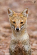 adult black_nose black_tail_tip color day desert eyes_open facing_towards gray_fur image lycalopex mouth_closed orange_eyes pampas_fox partial_body photo portrait red_fur single sitting staring summer_coat sunny wet_fur wild // 800x1200 // 396KB