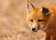 black_nose day desert eyes_open facing_towards image mouth_closed no_muzzle_mark orange_eyes partial_body portrait red_fox red_fur single staring summer_coat sunny vulpes white_fur white_tail_tip wild young // 1600x1143 // 428KB