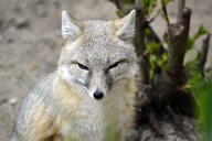 adult black_nose black_tail_tip color day eyes_open facing_towards gray_fur image mouth_closed orange_eyes outdoors partial_body photo portrait single sitting staring sunny swift_fox tan_fur vulpes white_fur wild winter_coat // 4608x3072 // 5.5MB