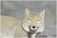 adult black_nose close_up color day eyes_open facing_towards gray_fur image mountains mouth_closed orange_eyes panting partial_body portrait single standing staring sunny tan_fur tibetan_fox vulpes white_fur white_tail_tip wild winter_coat // 1280x856 // 159KB