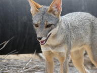 adult black_nose color day eyes_open facing_towards gray_fur image lycalopex mouth_open orange_eyes outdoors panting partial_body photo sechuran_fox single standing sunny teeth tongue white_fur wild // 2048x1536 // 1.4MB