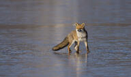 adult black_nose color day eyes_open facing_towards image mouth_closed outdoors photo red_fox red_fur single standing still vulpes water wild // 2048x1200 // 425KB