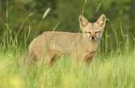 adult bengal_fox black_nose color day eyes_closed facing_towards grass image mouth_closed outdoors photo single standing summer_coat tan_fur vulpes wild // 2569x1691 // 1.5MB