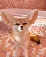 adult black_eyes black_nose black_tail_tip captivity day eyes_open facing_towards fennec_fox full_body image indoors mouth_closed pet single squinting summer_coat sunny tan_fur vulpes zoo // 1080x1350 // 116KB