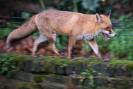 adult black_nose cloudy day eyes_open facing_side full_body grass image large_muzzle_mark mouth_open orange_eyes red_fox red_fur running single standing summer_coat teeth tongue urban vulpes white_fur white_tail_tip wild // 2048x1367 // 758KB