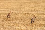 adult black_nose black_tail_tip day eyes_open facing_side far_away full_body grass gray_fur lycalopex mouth_closed multiple orange_eyes pampas_fox red_fur standing staring summer_coat sunny wild // 800x533 // 107KB