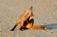 adult black_nose desert facing_up image mouth_closed orange_eyes photo red_fox red_fur scratching single sitting summer_coat sunny twilight vulpes white_tail_tip wild // 2945x1963 // 869KB