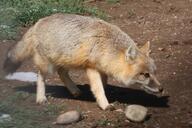 adult black_nose black_tail_tip captivity color day eyes_open facing_side full_body grass gray_fur image mouth_closed orange_eyes photo single snow standing swift_fox tan_fur vulpes walking white_fur winter_coat zoo // 1207x805 // 198KB