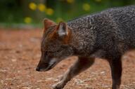 adult black_nose color darwin's_fox day eyes_open facing_side gray_fur image lycalopex mouth_closed orange_eyes outdoors partial_body photo single walking wild // 2048x1356 // 1.5MB