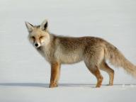 adult black_fur black_nose color day eyes_open facing_towards full_body image mouth_closed muzzle_mark orange_eyes photo red_fox red_fur single snow standing sunny vulpes walking white_fur wild winter_coat // 1280x960 // 120KB