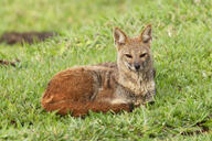 adult black_nose color day eyes_open facing_towards full_body grass gray_fur hoary_fox image lycalopex mouth_closed on_stomach orange_eyes outdoors photo single tan_fur wild // 2048x1366 // 1.6MB